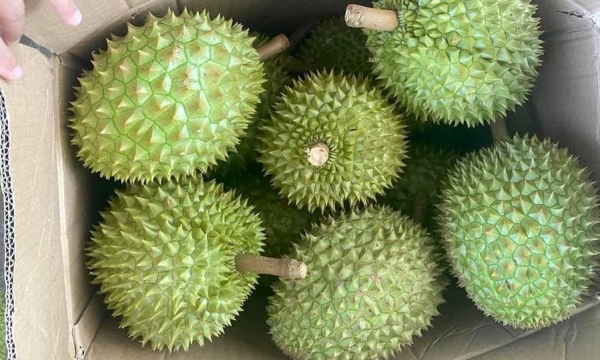 Durian has become the 'king' of fruits in Vietnam